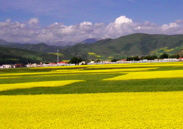 门源油菜花.jpg